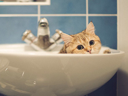  ������ ����� ���������� ���� 