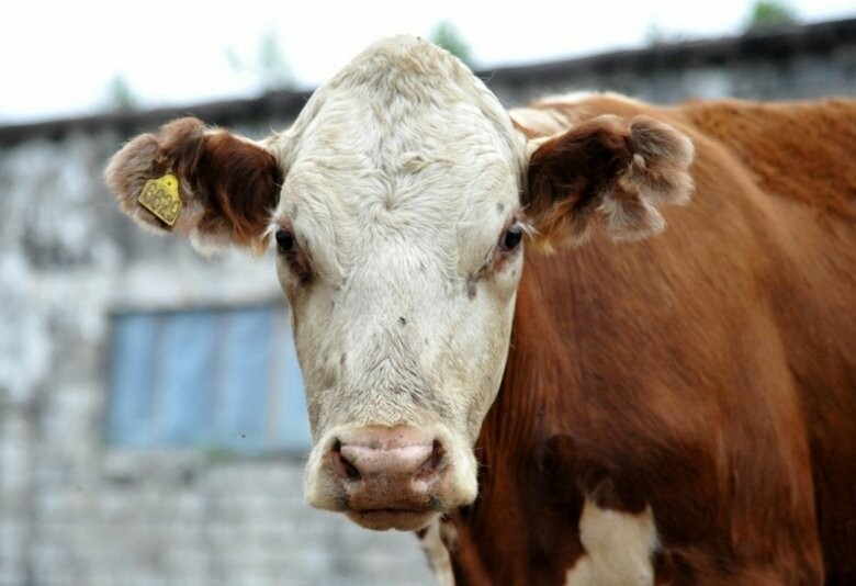  ������ ������ ����� ������ 