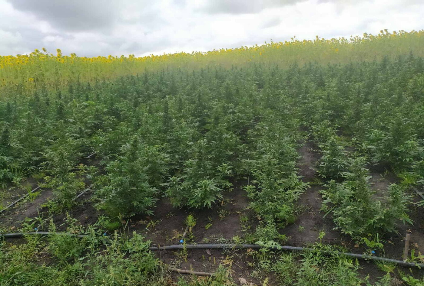  ������ ������� ���� �������� ���� ��� ���� ������� 