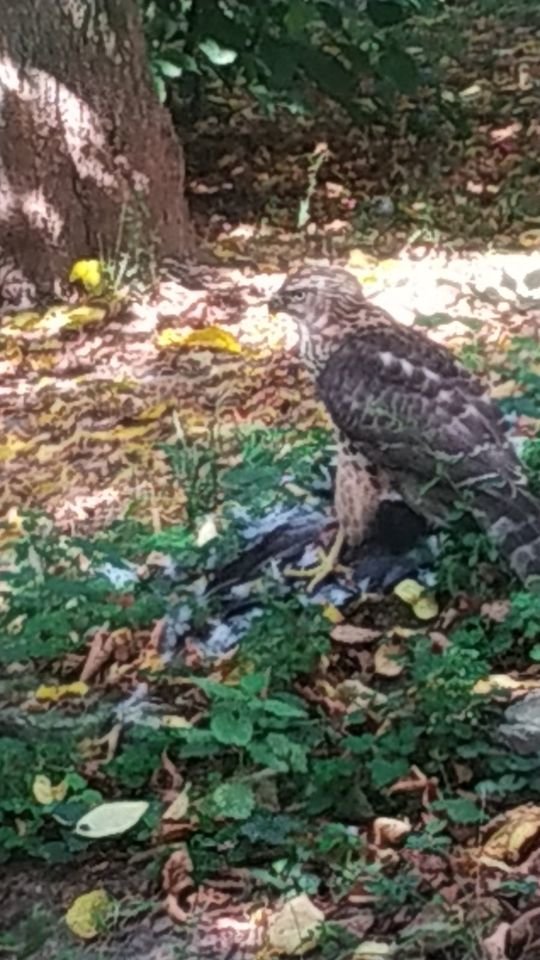  ������ ���� ������������ ��� ��� ���� ������� 