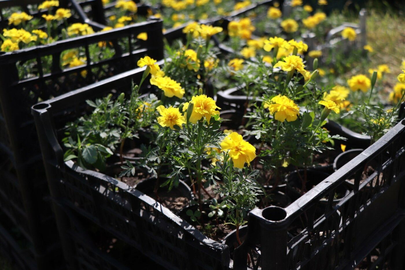  ����� ������� ������ ����� ��� 