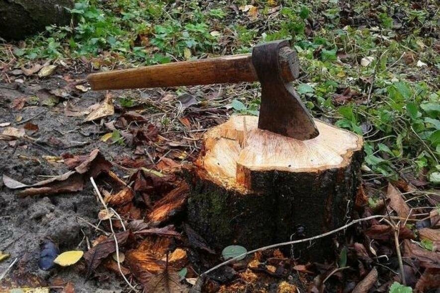 За організацію незаконного порубу 56 дерев у національному природному парку на Сумщині судитимуть службовця природоохоронного відділення