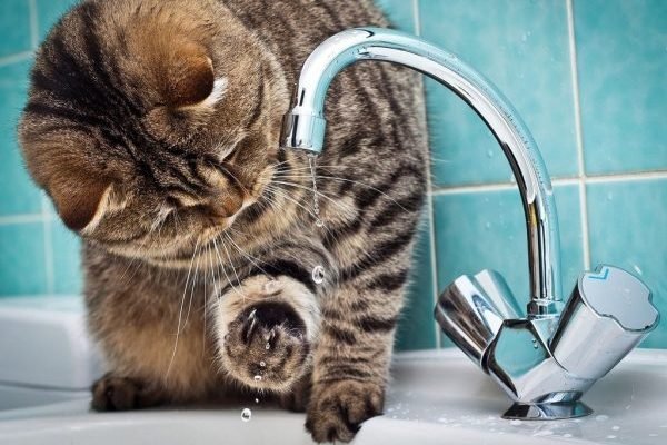 Кілька будинків на Лушпи та Сірка знову без води