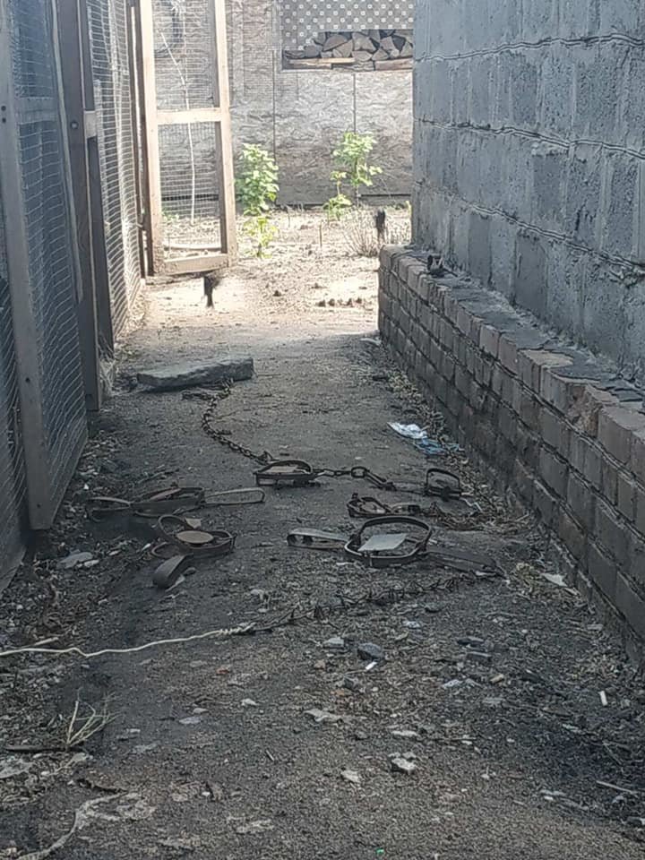 У Сумах чоловік вбив сусідську кішку на очах її власниці, фото-2 У Сумах чоловік вбив сусідську кішку на очах її власниці, фото-2