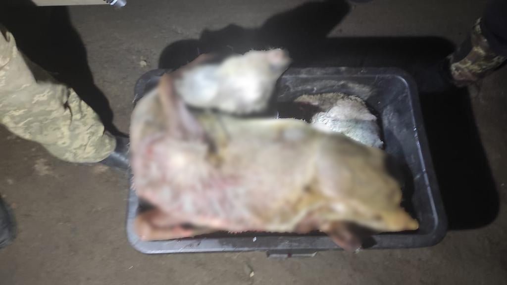 На Сумщині поліція затримала браконьєра, який вбив косуль, одна з яких була вагітна, фото-1
