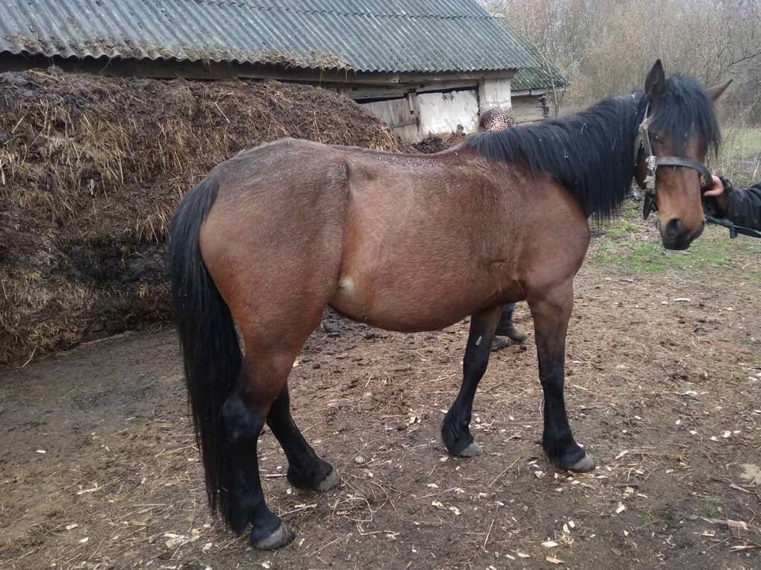На Сумщині поліція викрила чоловіка у крадіжці коня