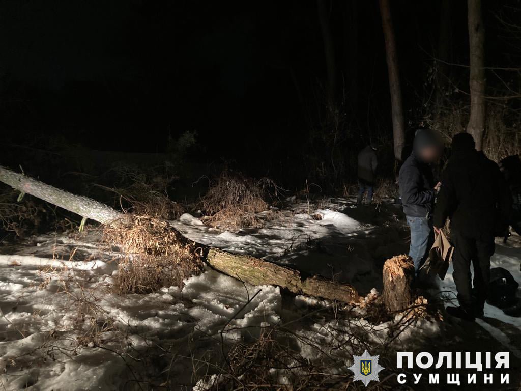 У парковій зоні Сум незаконно пиляли дерева