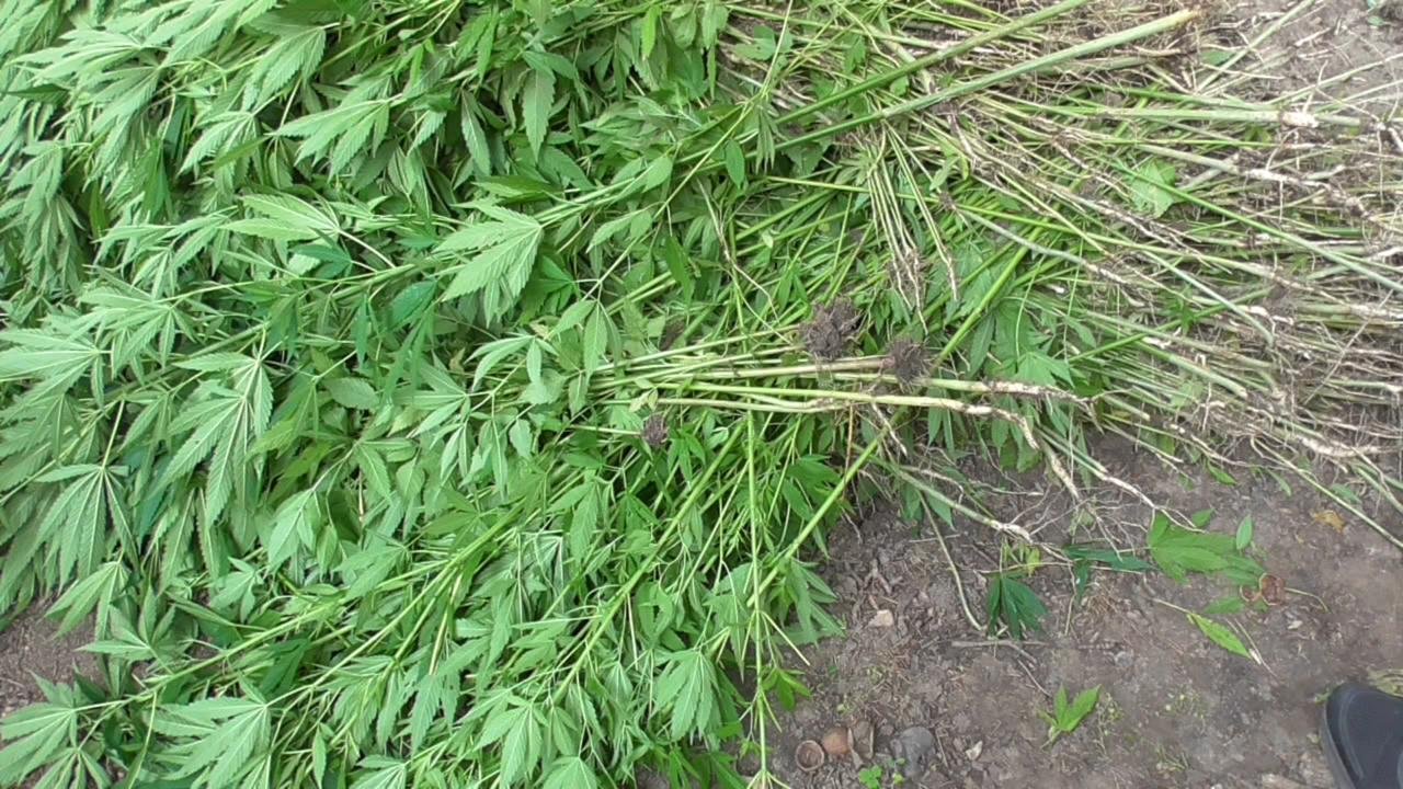 На Сумщині судитимуть наркоаграрія, який вирощував 1265 рослин коноплі та зберігав вдома майже пів кілограма канабісу