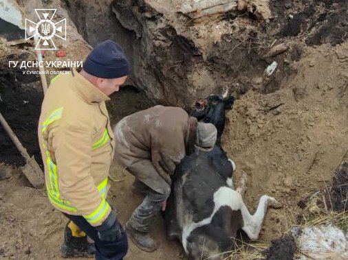На Сумщині рятувальники дістали корову, що провалилася у погріб