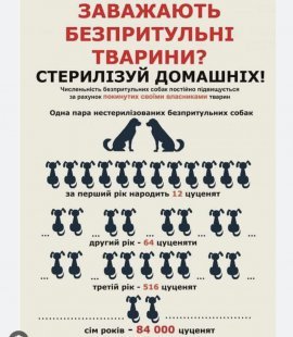 У Сумах відновлюють безкоштовну стерилізацію собак