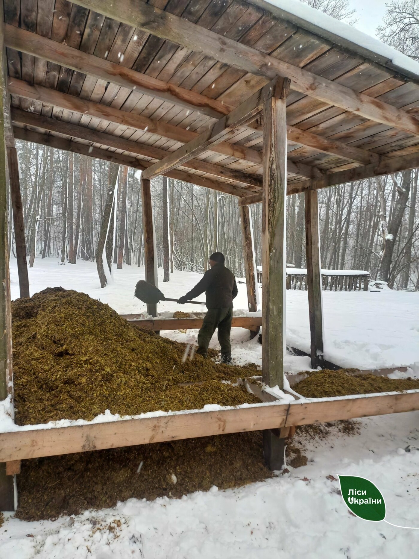 У лісах Сумщини розпочалася зимова підгодівля тварин