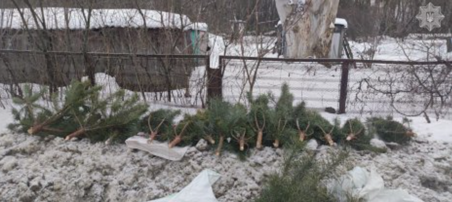 Шкода від порубу сосен на території Басівського парку у Сумах склала понад 170 тисяч гривень, фото-1