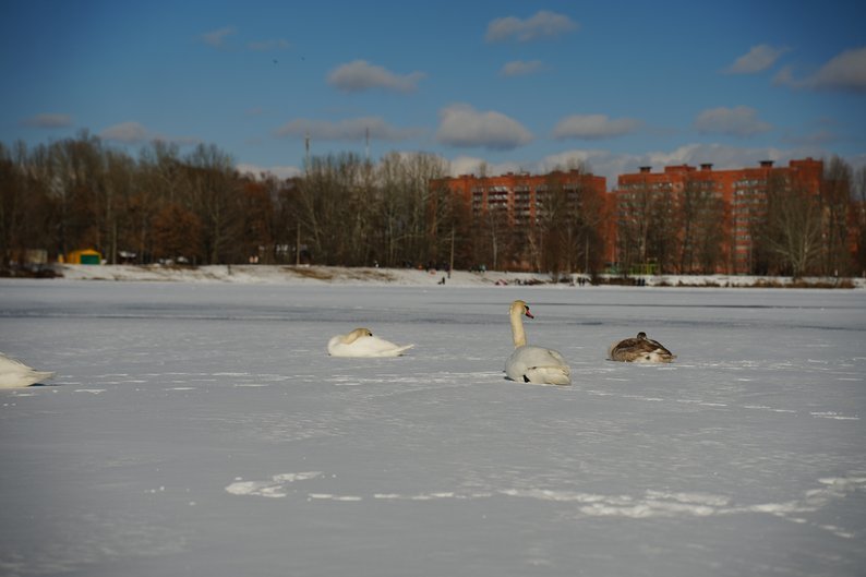 У Сумах на озері Чеха водолази почистили ополонку для лебедів, фото-5