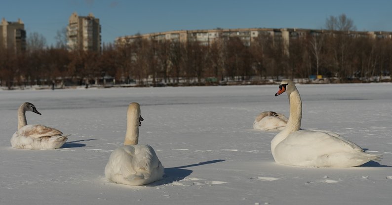 У Сумах на озері Чеха водолази почистили ополонку для лебедів, фото-4