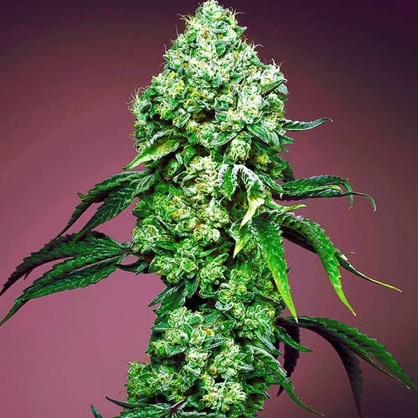 Семена конопли от errors-seeds