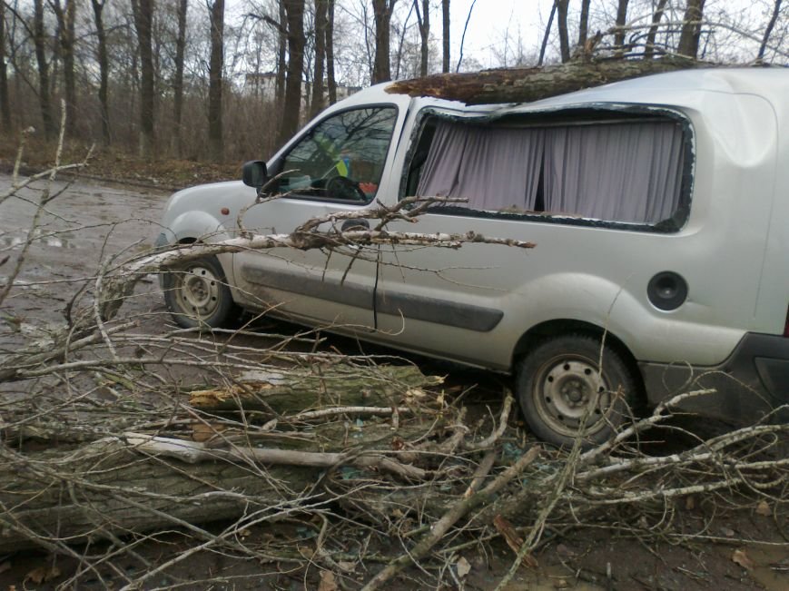 В Сумах на едущий автомобиль рухнуло аварийное дерево (ФОТО) (фото) - фото 1